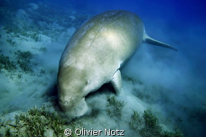 Dugong grazing by Olivier Notz 